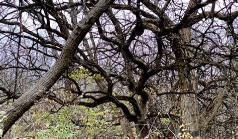 The Fascinating Osage Orange ‘fence Tree Brass Egg Fence Trees