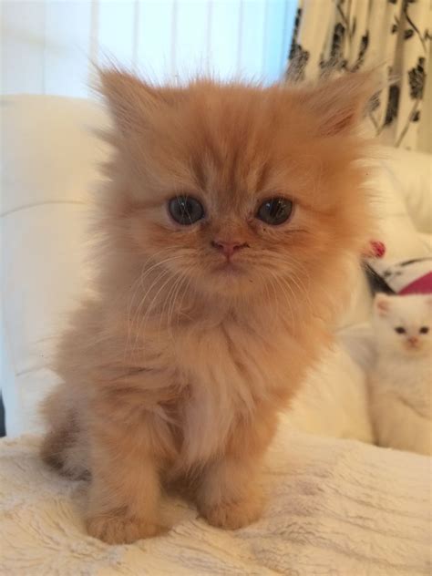 They treasure security and serenity, but if given patience, love and ample opportunity, they will adapt to most households and adjust to their new environments. Stunning doll faced Persian kittens. | Clynderwen ...