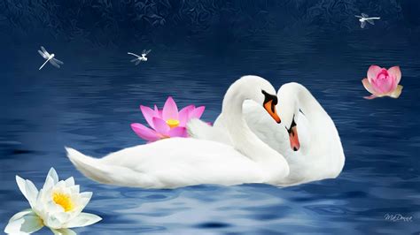 Download Lotus Dragonfly Pond Couple Love Animal Swan Hd Wallpaper By