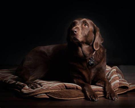 How Long Do Labs Live The Ins And Outs Of Labrador Health And Lifespan