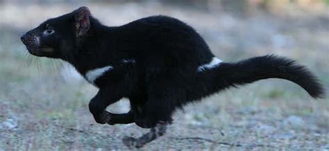 Tasmanian Devils Look Set To Conquer Their Own Pandemic