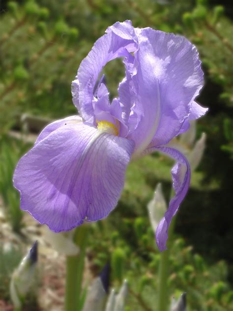 Purple Iris Flower Picture Free Photograph Photos