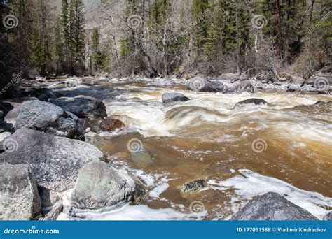 Altai Mountain River In Forest Stock Photo Image Of Nature Scenery