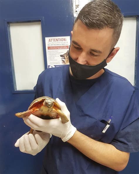 Angulate Tortoise Released Into Wild After Severe Injury Other Still
