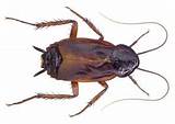 Is A Water Bug A Cockroach