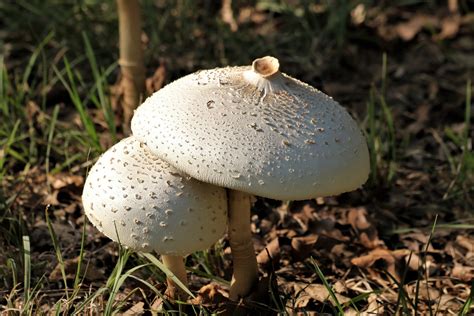 Two White Amanita Mushrooms Free Stock Photo Public Domain Pictures