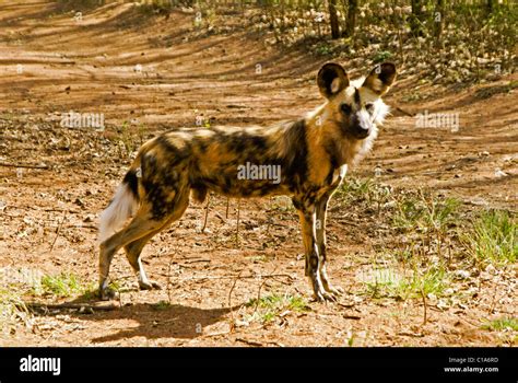 Wild Dog African Hunting Dog South Africa Stock Photo Alamy
