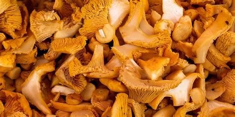 Complete Guide To Chanterelle Mushrooms Grocycle