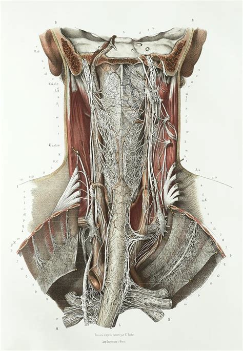 Throat Anatomy Photograph By Science Photo Library Pixels