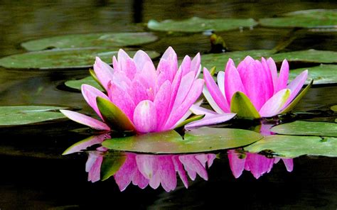 Beautiful Pink Lotus Wallpapers Hd Free 318940 Owendmonet With