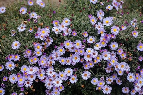 Premium Photo Purple Autumn Flowers Close Up