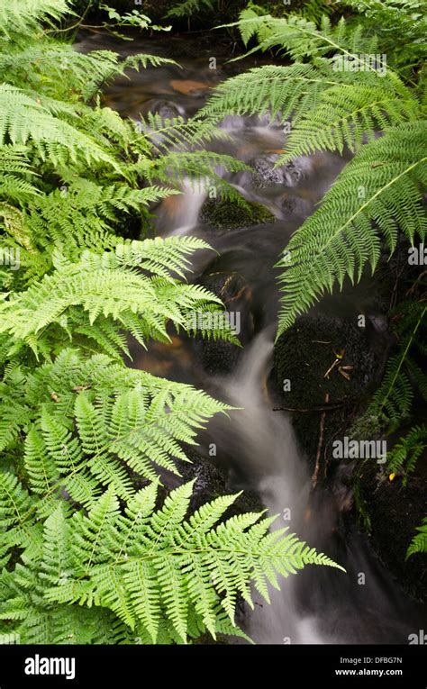 Woodland Stream And Waterfall Stock Photo Alamy