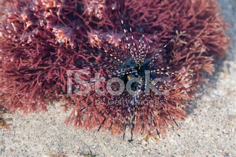 Closeup Of Sea Urchin Stock Photo Royalty Free Freeimages
