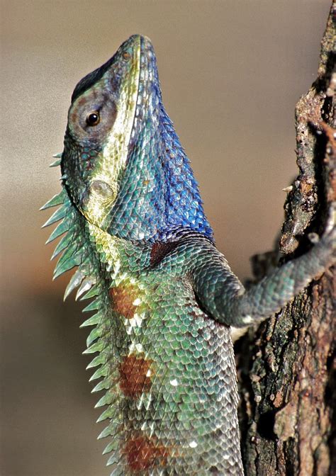 Blue Crested Lizard Calotes Mystaceus Sukhotai Thailand Flickr