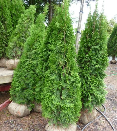 Types Of Cedar Trees For Landscaping Alta Thomsen
