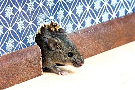 Rüyada Gelin Cenazesi Görmek Ne Anlama Gelir? - Güncel Oku