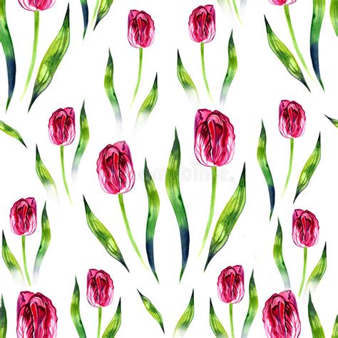 Red Tulips On The White Background Watercolor Seamless Pattern Stock