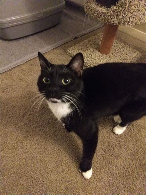 Adopt Sox A Black And White Or Tuxedo American Shorthair Mixed Short