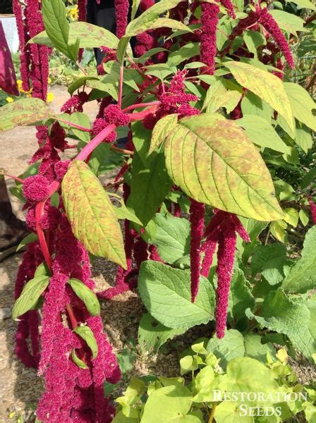 How To Grow Amaranth Tips And Guide To Growing Amaranth