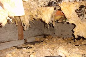 This is a factor that make people fear in that case, you need to consider something durable and that is none other than encapsulated fiber glass insulation. Crawl Space Insulation - Experts in Insulating Crawl Spaces