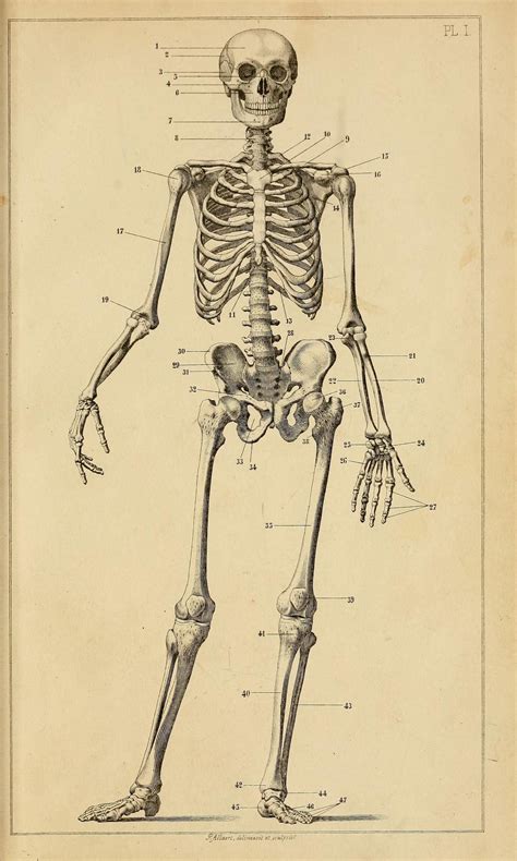 Manuel Danatomie Artistique By Jules Morel 1876 Skeleton