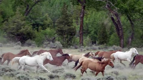 Cm Ranch Dude Ranch Wyoming 75 Miles From Jackson Hole