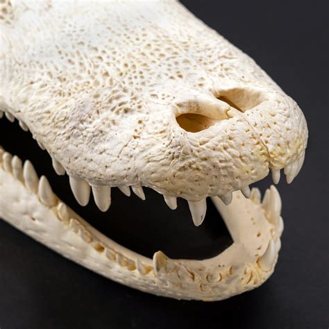 Florida Alligator Skull Astro Gallery Touch Of Modern