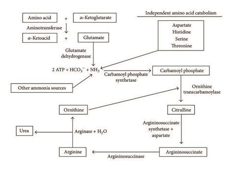 Overview Of The Urea Cycle The Ammonia That Is Produced By Amino Acid Download Scientific