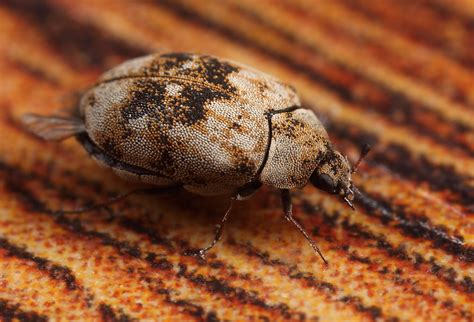 Does Boric Acid Kill Carpet Beetles