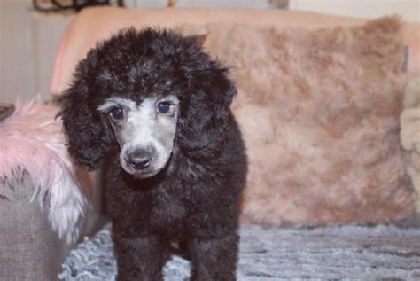 Beautiful Silver Minitoy Poodle Puppy For Sale In Pontypridd Rct