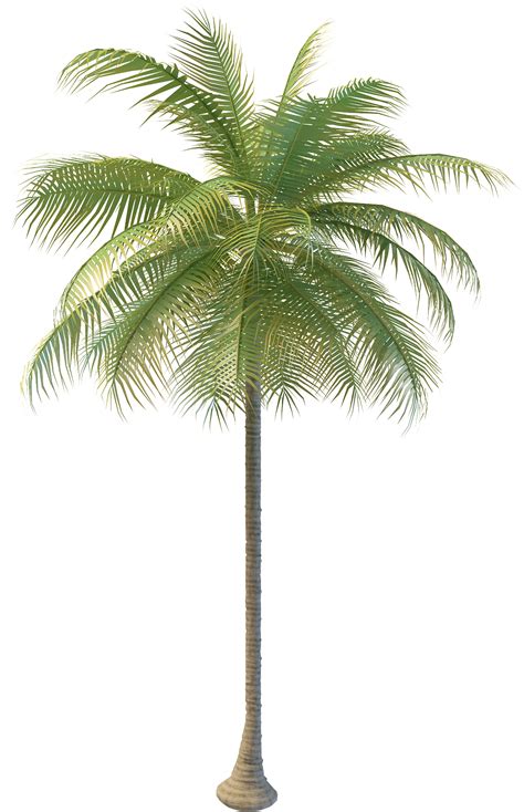 Download Coconut Tree Png Images Full Size Png Image Pngkit