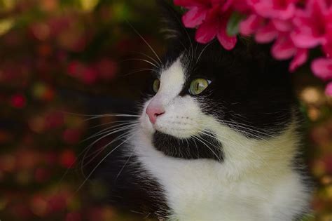 Black And White Tuxedo Cat Photograph By Toutouke A Y