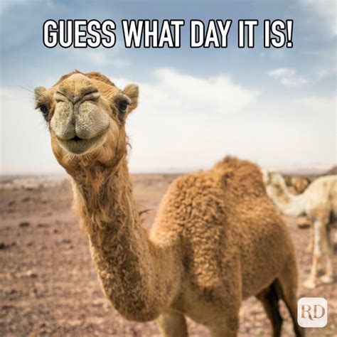 Hump Day Memes To Get You Through The Week Hump Day Humor Funny