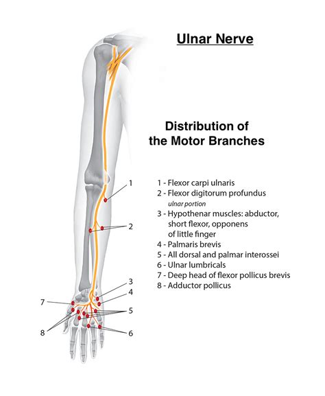 Ulnar Nerve Orgin Course Branches Applied Anatomy