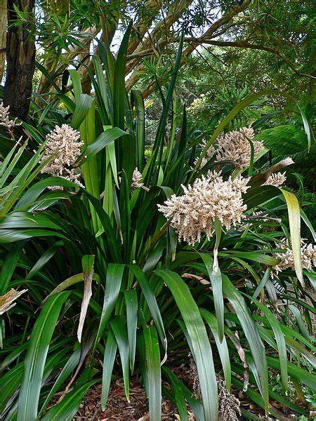 Helmholtzia Glaberrima Australian Native Plants Australian Native
