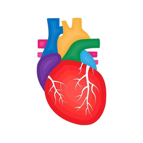 인간의 심장 해부학 심장학 개념 인간의 내부 장기 그림 프리미엄 벡터