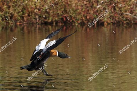 Australian Shelduck Tadorna Tadornoides Landing On Editorial Stock