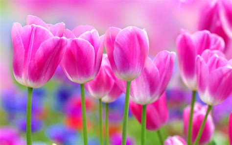 Pink Tulips Wallpaper 2560x1600 42525