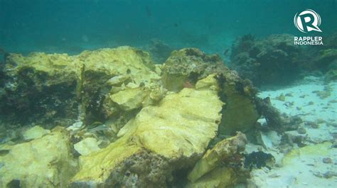 In Photos Extensive Coral Reef Damage Caused By British Cruise Ship