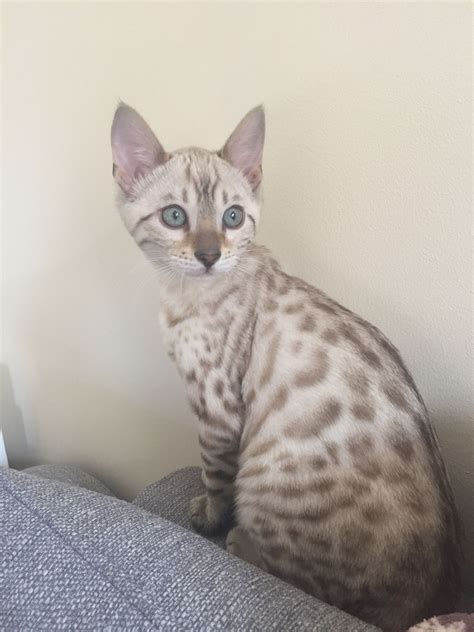 White Bengal Cat Bengal Kittens For Sale Cats And Kittens Bengal