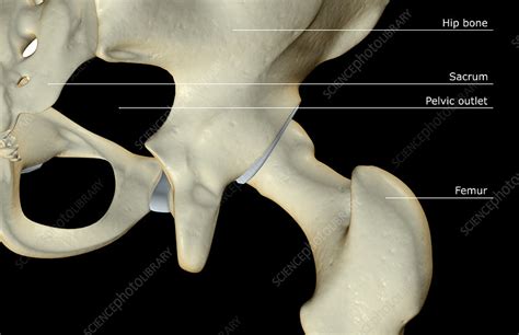 The Bones Of The Hip Stock Image F0018575 Science Photo Library