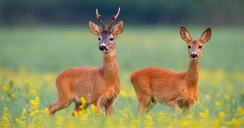 Types Of Deer A Deer Species List From Around The World World Deer