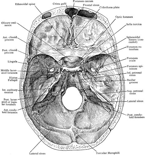 The skull is a skeletal framework of the head of vertebrates, that supports the face and makes a protective cavity concerning the brain. Base of Skull from Above | ClipArt ETC