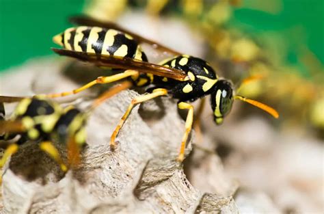 why wasps are important for the environment
