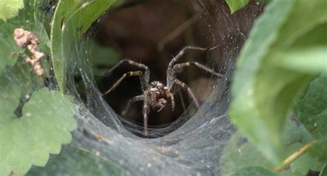 Funnel Web Spider Season Starts Early In Australia