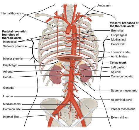 Unit 2 The Cardiovascular System Douglas College Human Anatomy