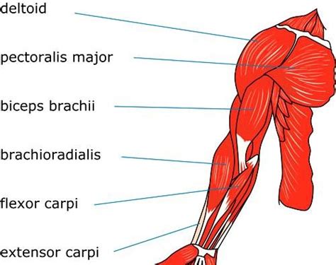 488 x 540 jpeg 26 кб. Anatomy of human arm - muscular system | Download ...