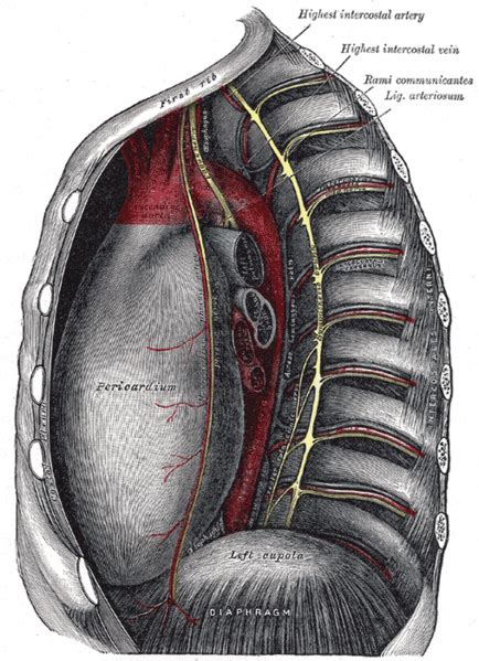 Among the major organs contained in the thoracic cavity are the heart and lungs. Thoracic cavity - wikidoc