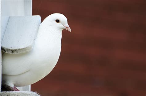 White Dove Free Stock Photo - Public Domain Pictures