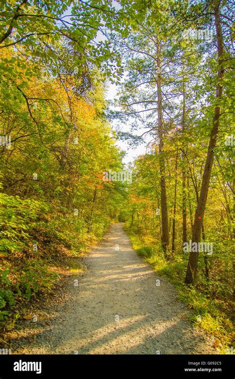 Temperate Evergreen Forest Mountain Hi Res Stock Photography And Images